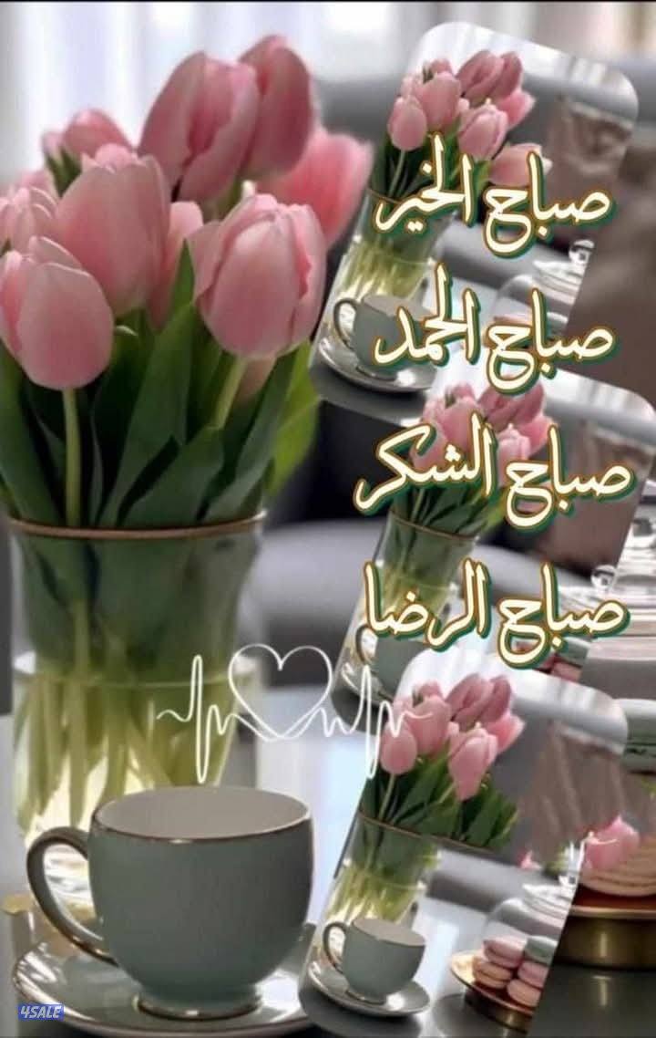 مدرسه اولى لغه انجليزيه لمراحل تاسيس و متوسط وثانوى0