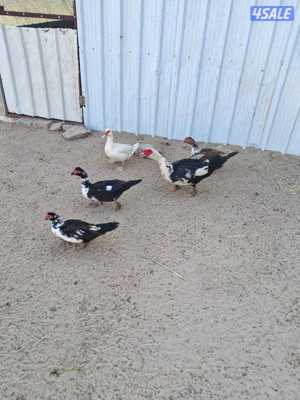 بط مصري مسكوفي0