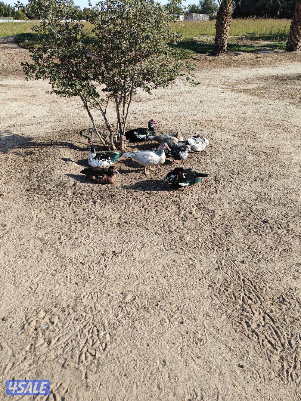 بط مصري مسكوفي1