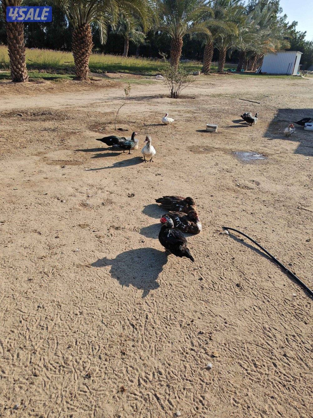 بط مصري مسكوفي2