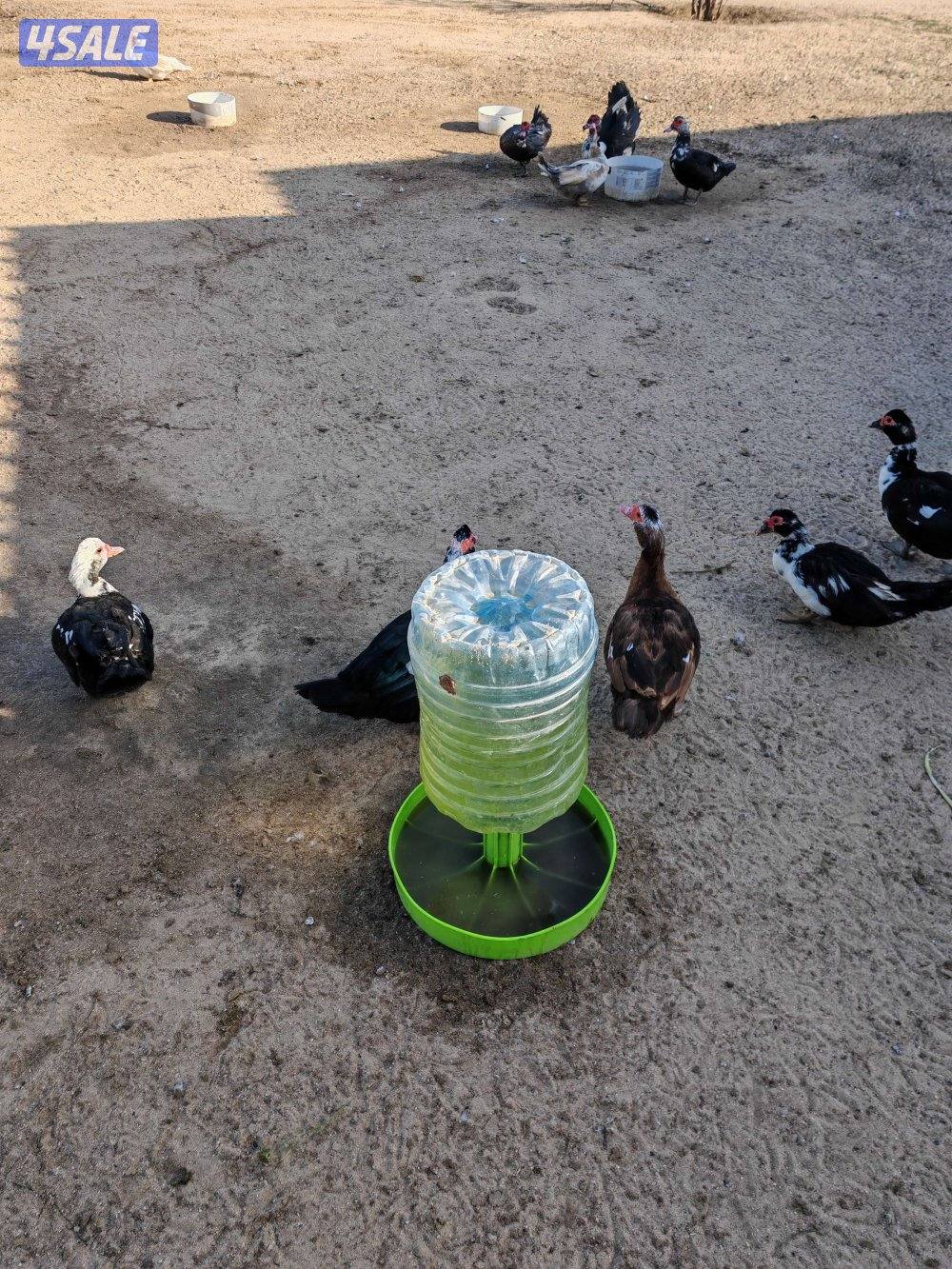 بط مصري مسكوفي4