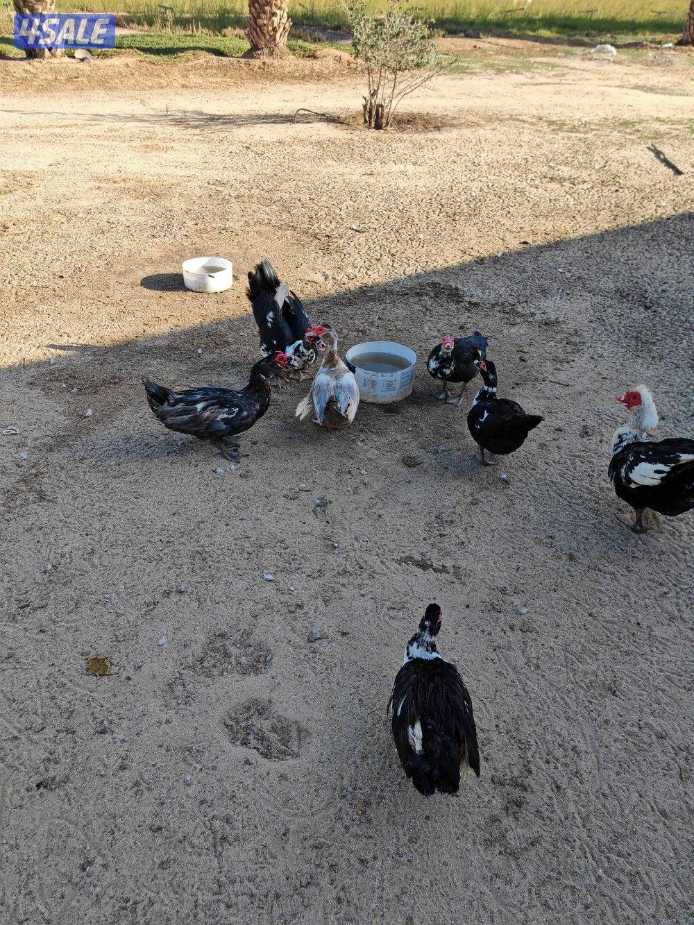 بط مصري مسكوفي5