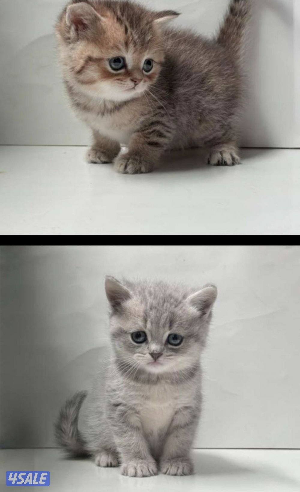 قطتين للبيع. ‘0