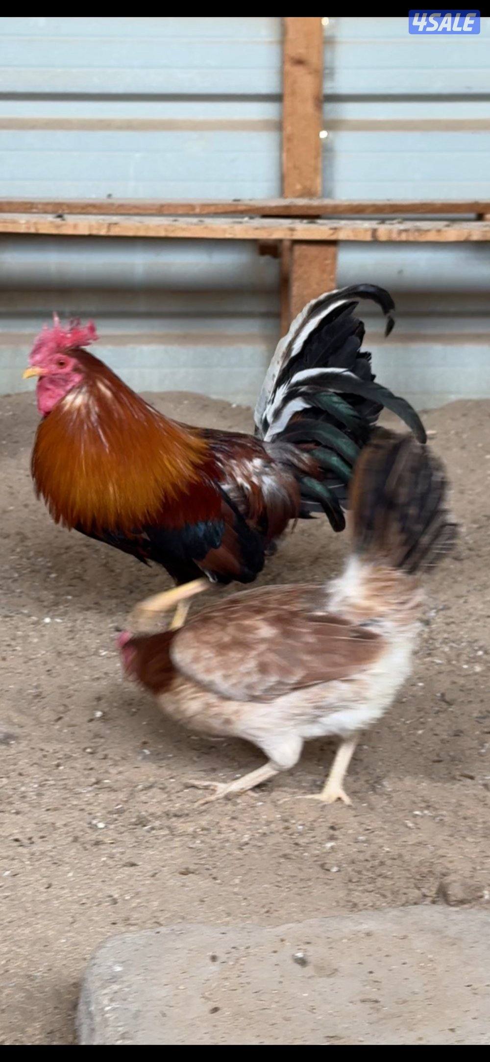 للبيع مجموعه عربي قديم سيافي دم نظيف بيور0