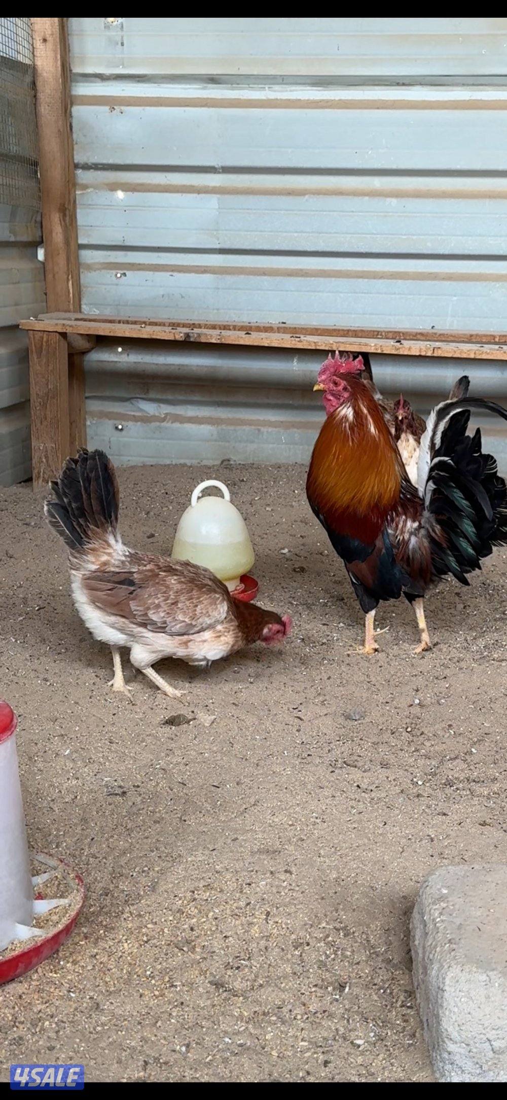 للبيع مجموعه عربي قديم سيافي دم نظيف بيور1