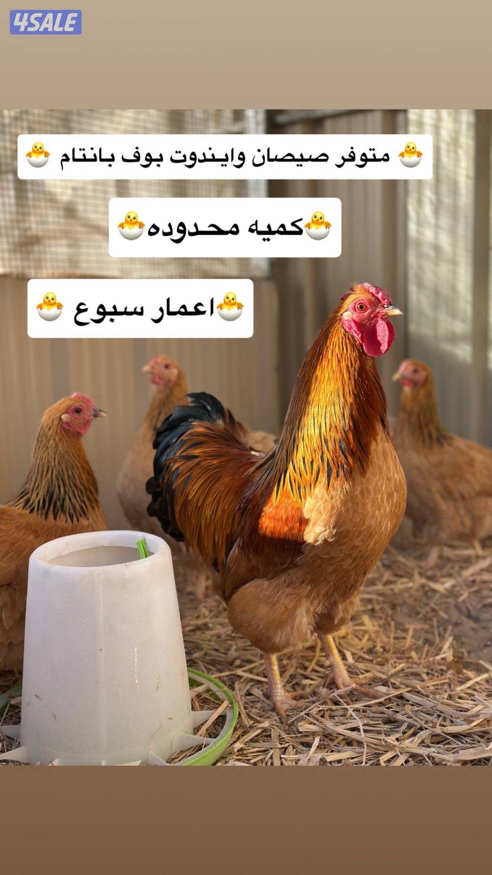 🐣 وايندوت بوف كولمبي 🐣0