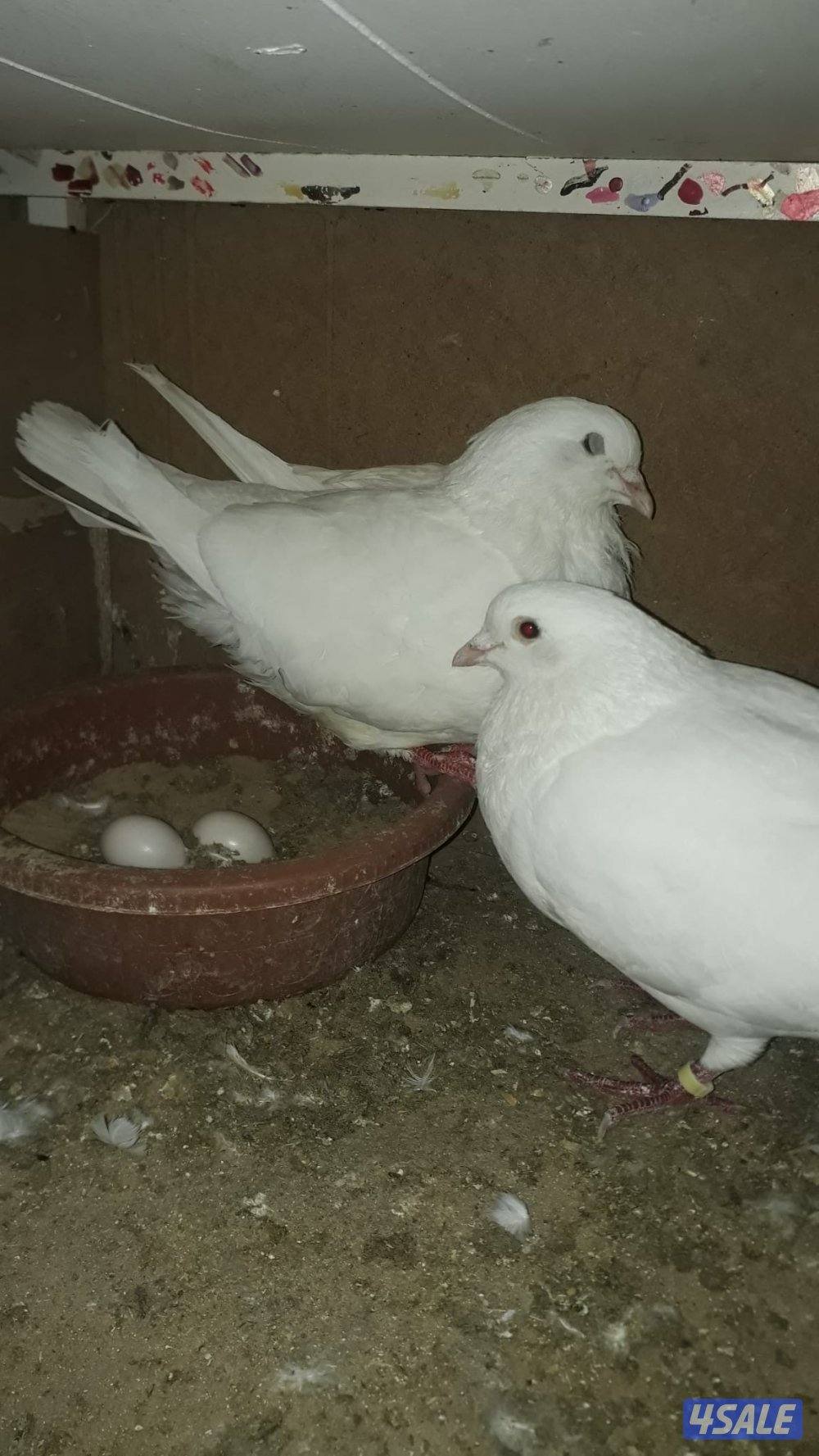 للبيع ازواج لاحم الوزان فوق ٣٠٠ زوج0