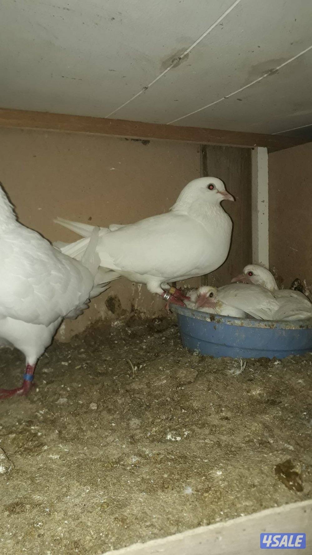 للبيع ازواج لاحم الوزان فوق ٣٠٠ زوج1