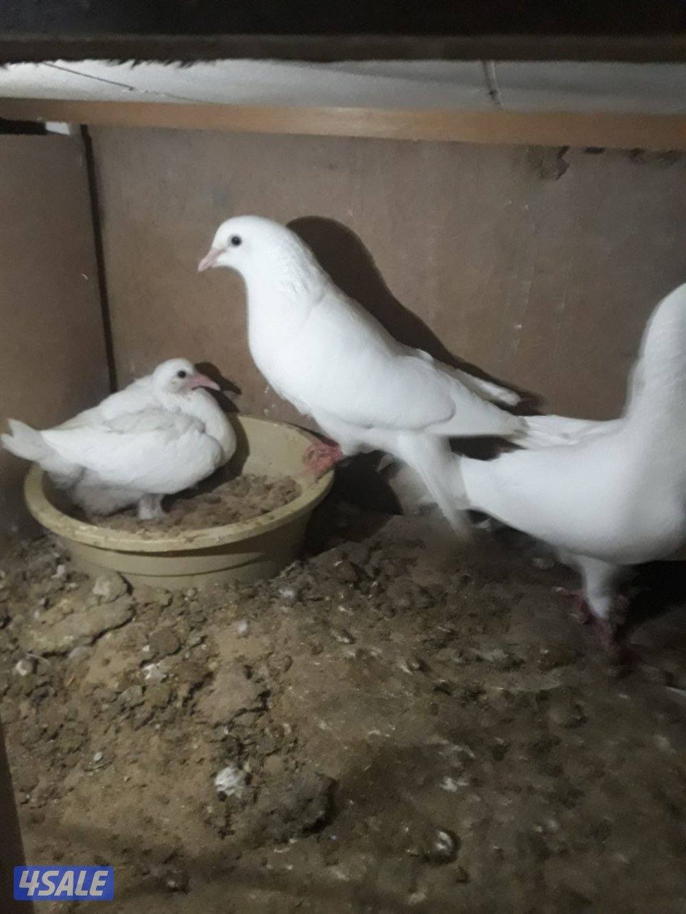 للبيع ازواج لاحم الوزان فوق ٣٠٠ زوج2