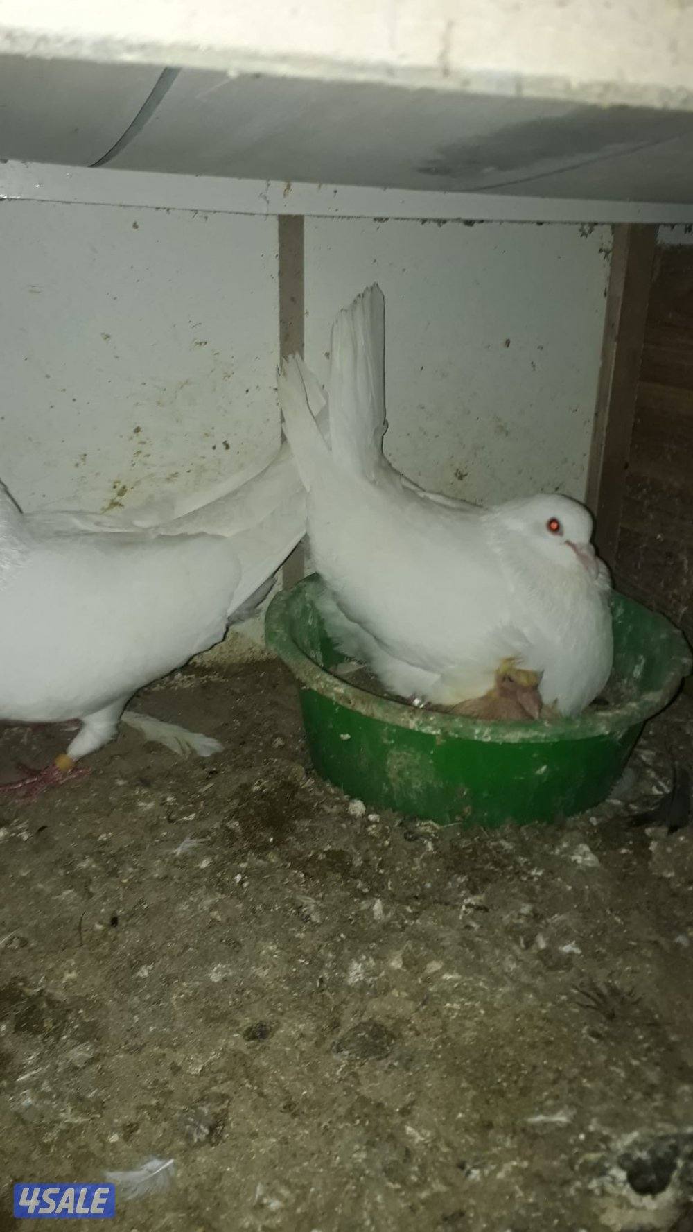 للبيع ازواج لاحم الوزان فوق ٣٠٠ زوج3