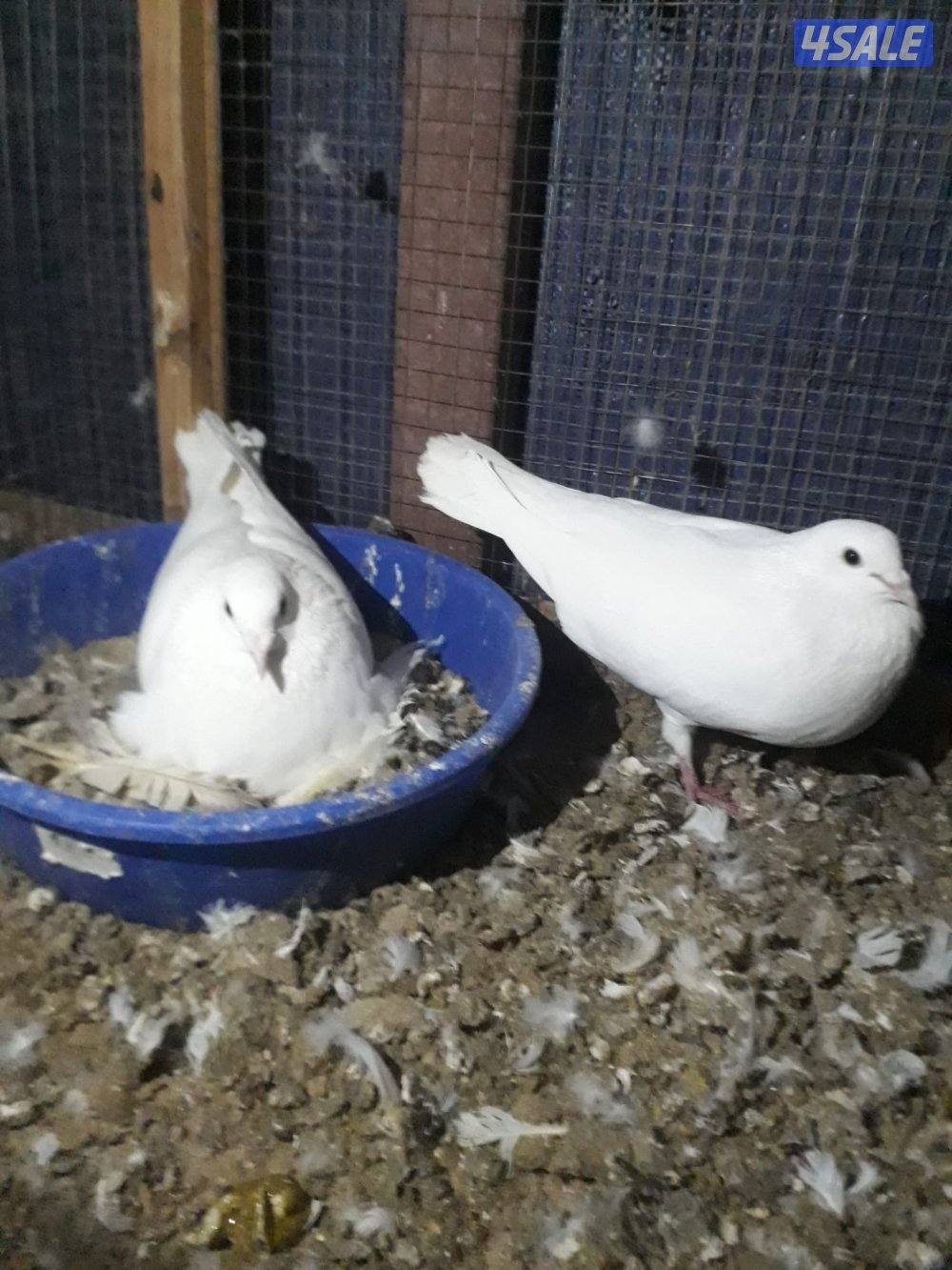 للبيع ازواج لاحم الوزان فوق ٣٠٠ زوج4