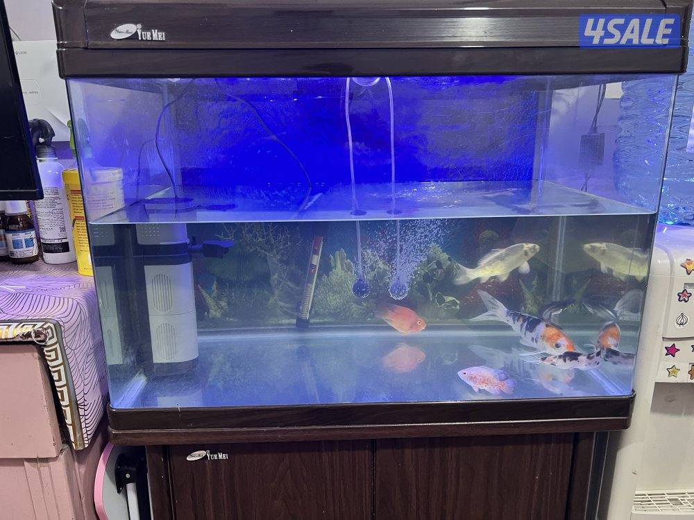 حوض سمك كامل مع السمك0