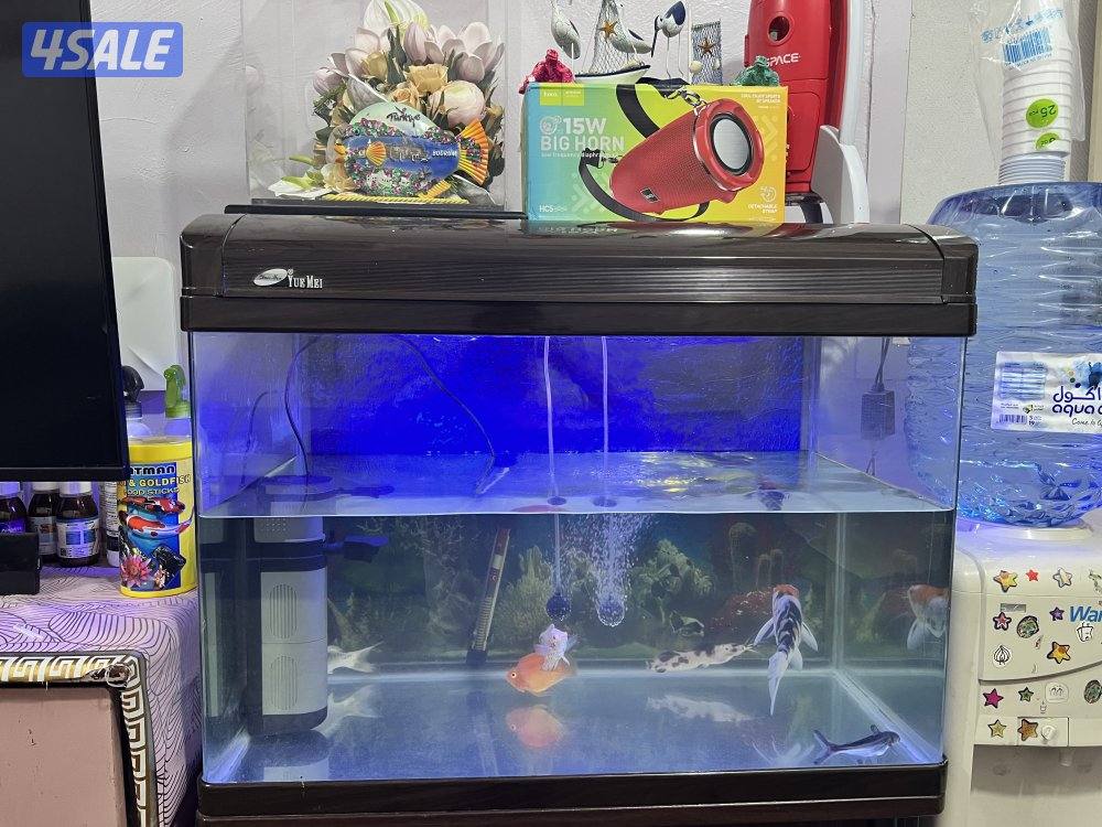 حوض سمك كامل مع السمك2