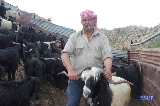 مطلوب راعي ابل او غنم0