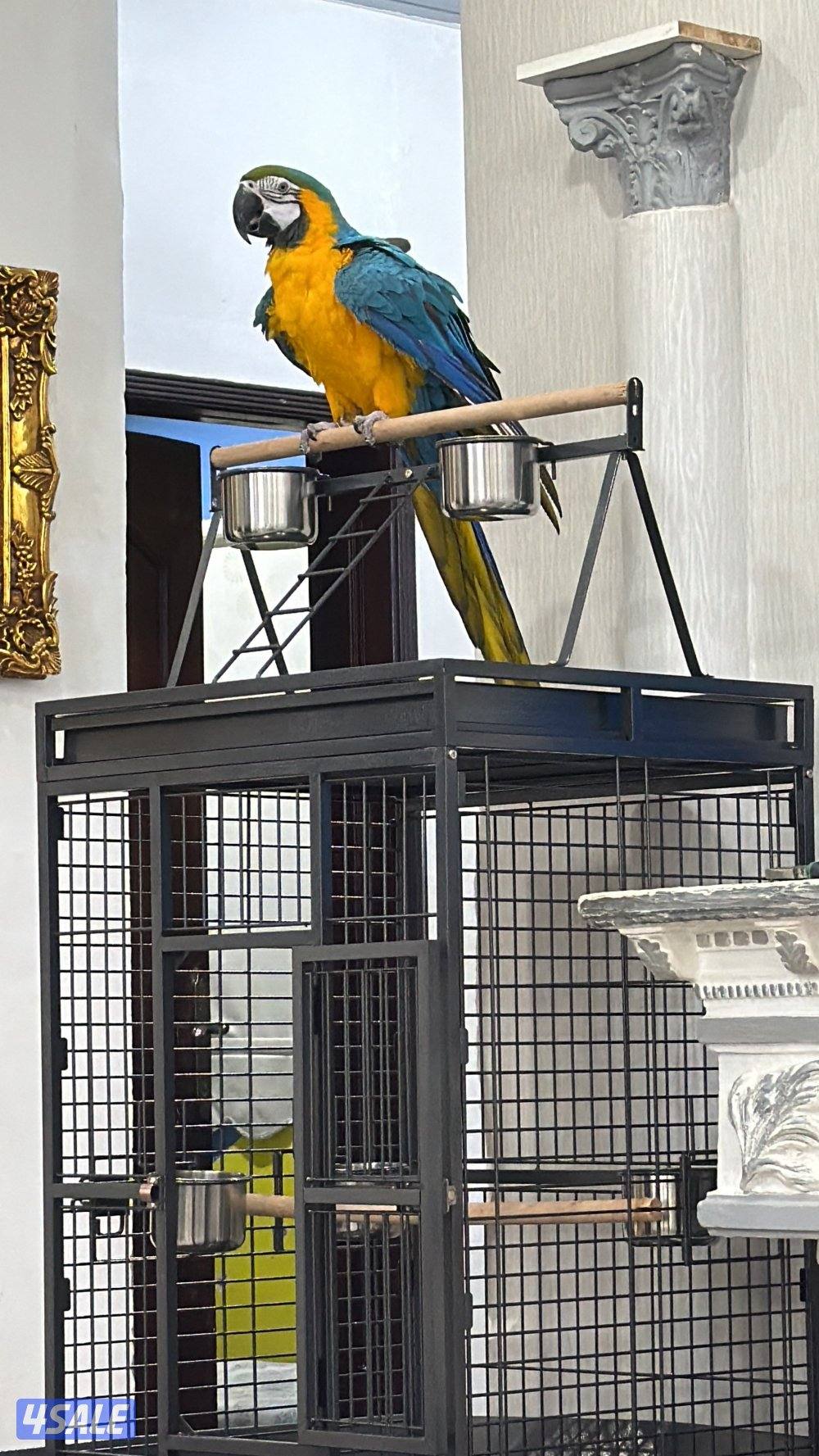 كاسكو مكاو الطير عمره سنه ونص واليف ويسولف ويطلع على الايد ويلعب3