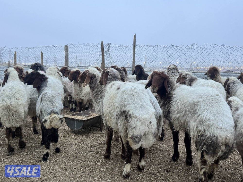 غنم نعيم طيبه0