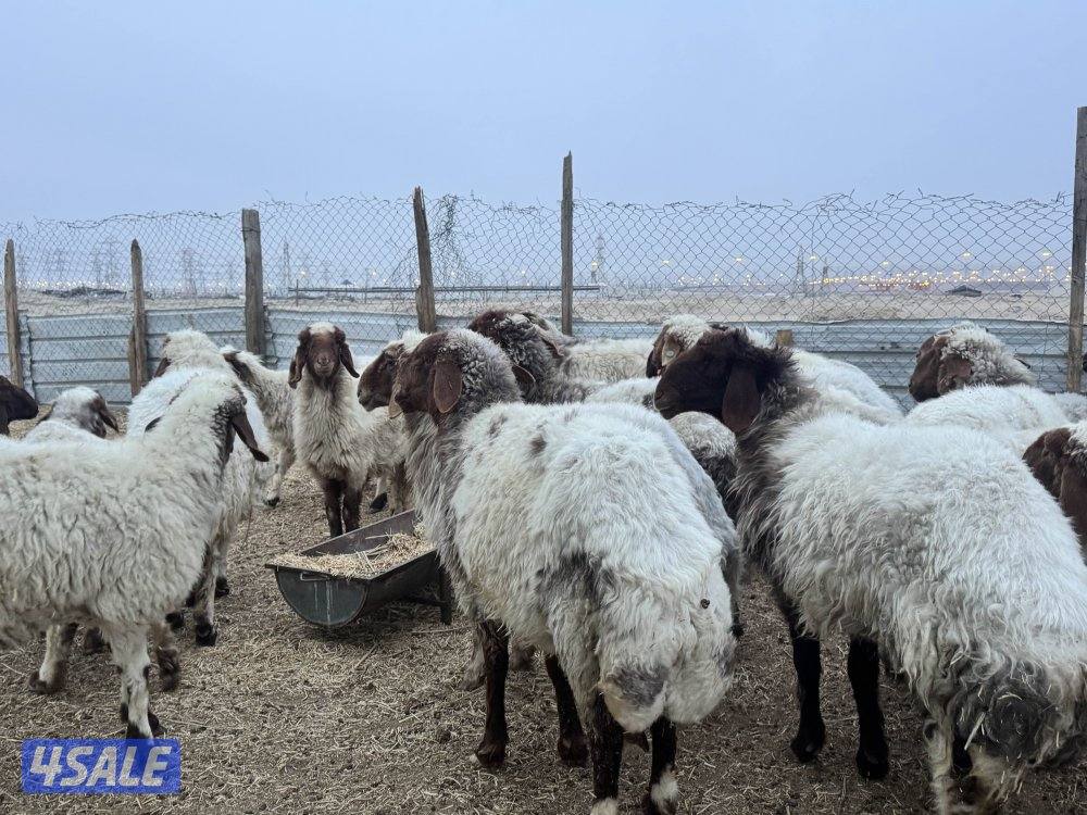 غنم نعيم طيبه1