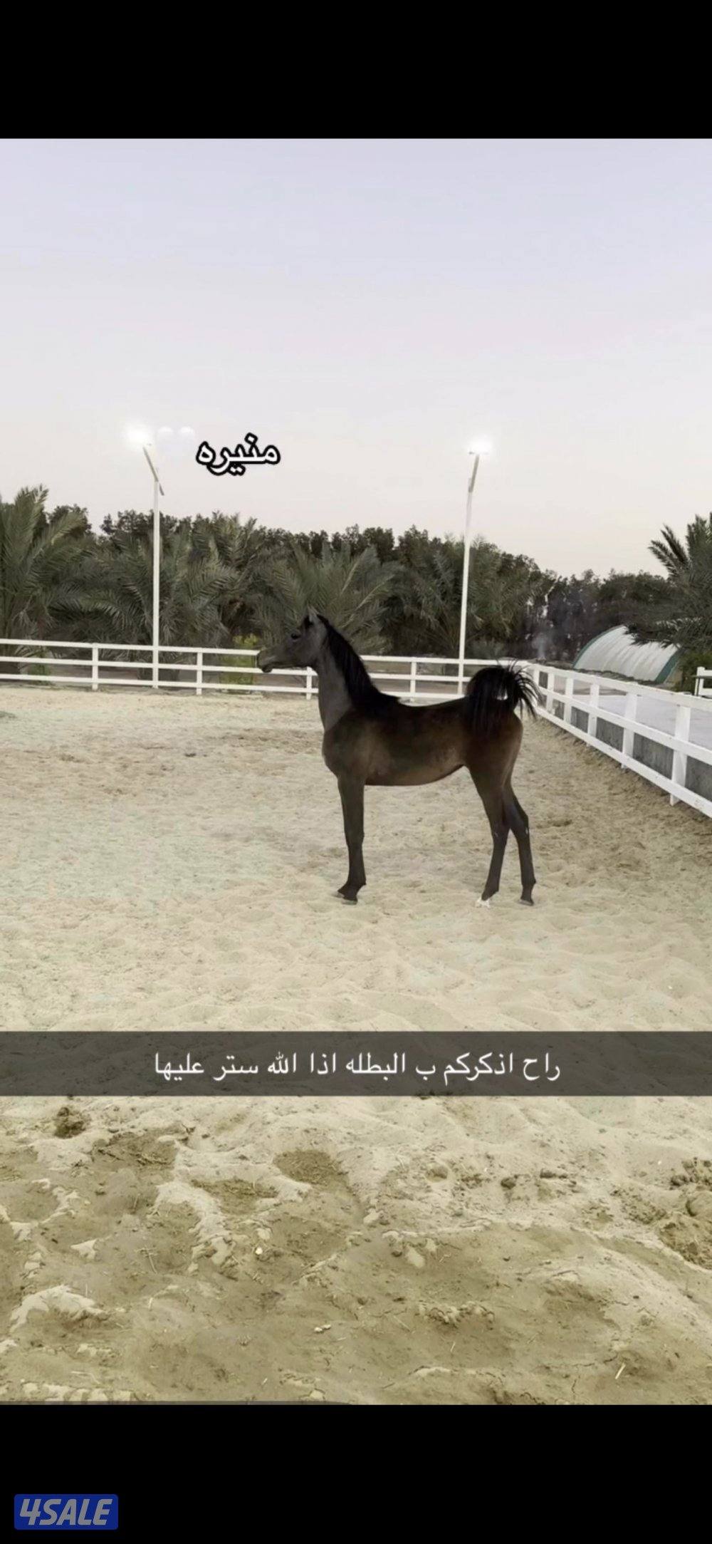 فلوه مصريه بنت ريان الجزيرة حركه سوبر وجه حلو شرط السلم والتحويل0