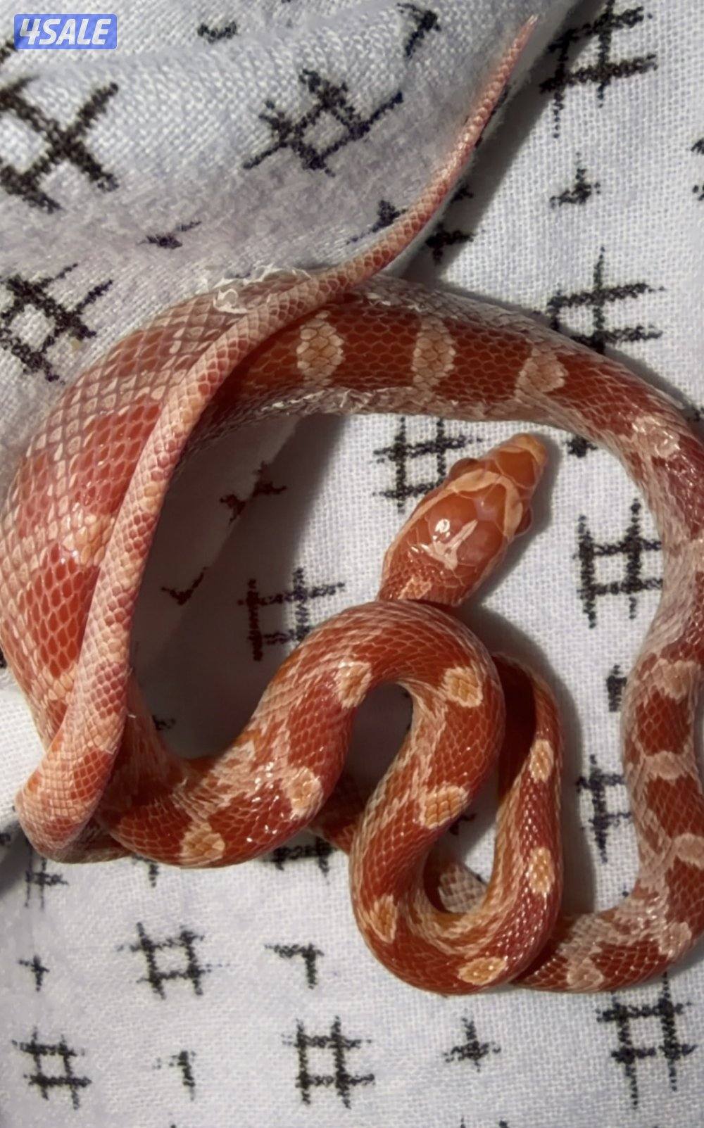 حيه كورن سنيك طفره البينو للبيع قبل للمساومه0