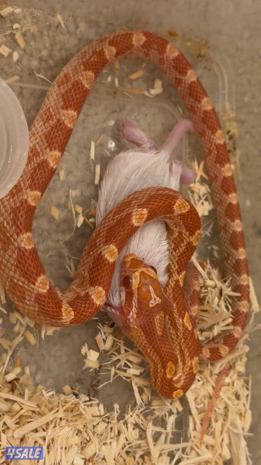 حيه كورن سنيك طفره البينو للبيع قبل للمساومه1