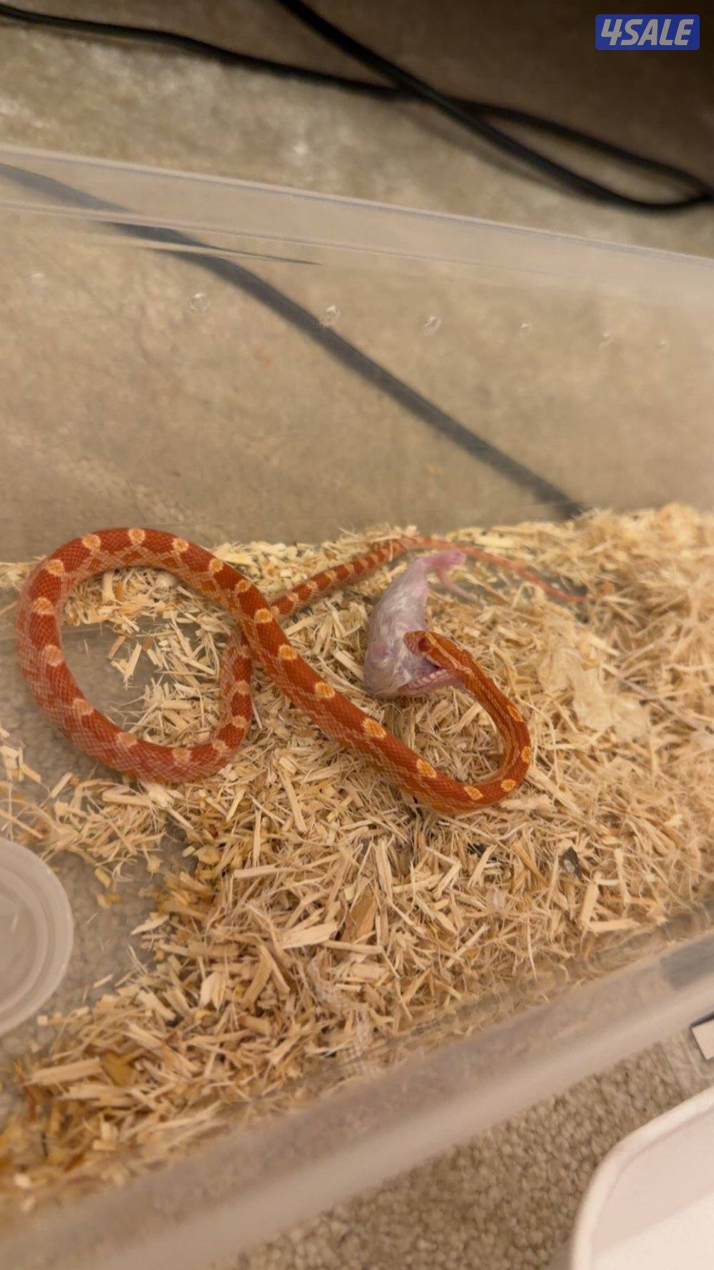 حيه كورن سنيك طفره البينو للبيع قبل للمساومه2