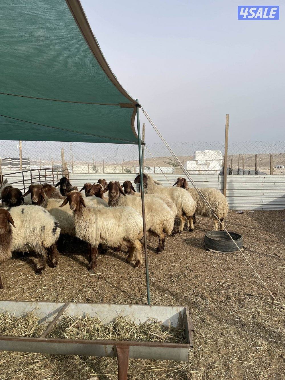 للبيع غنم نعيم العدد١٥ راس طيبه0