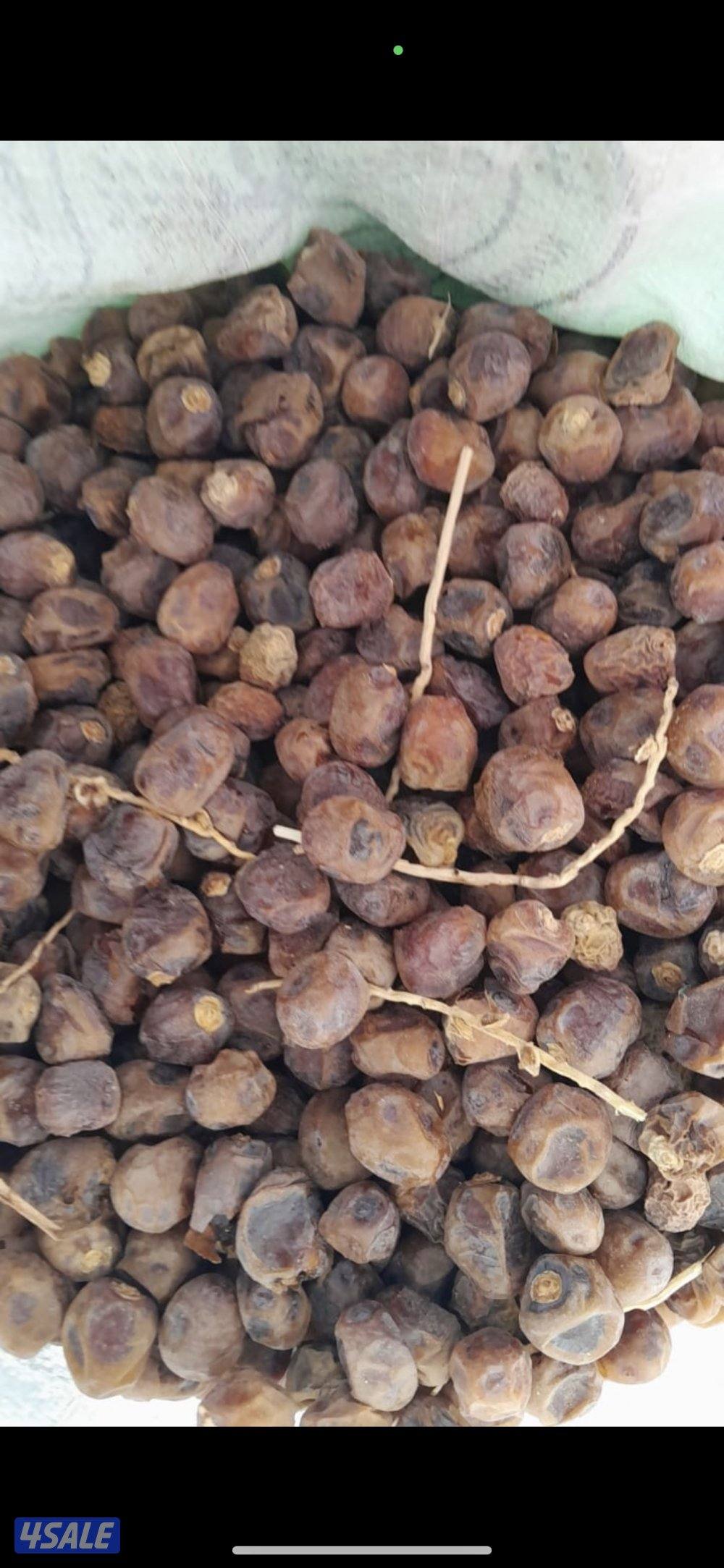 تمر للحلال حصاد جديد1