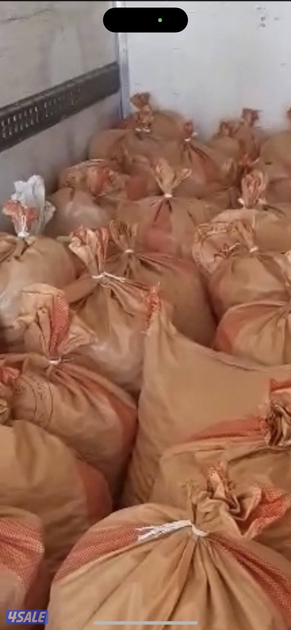 تمر للحلال حصاد جديد2