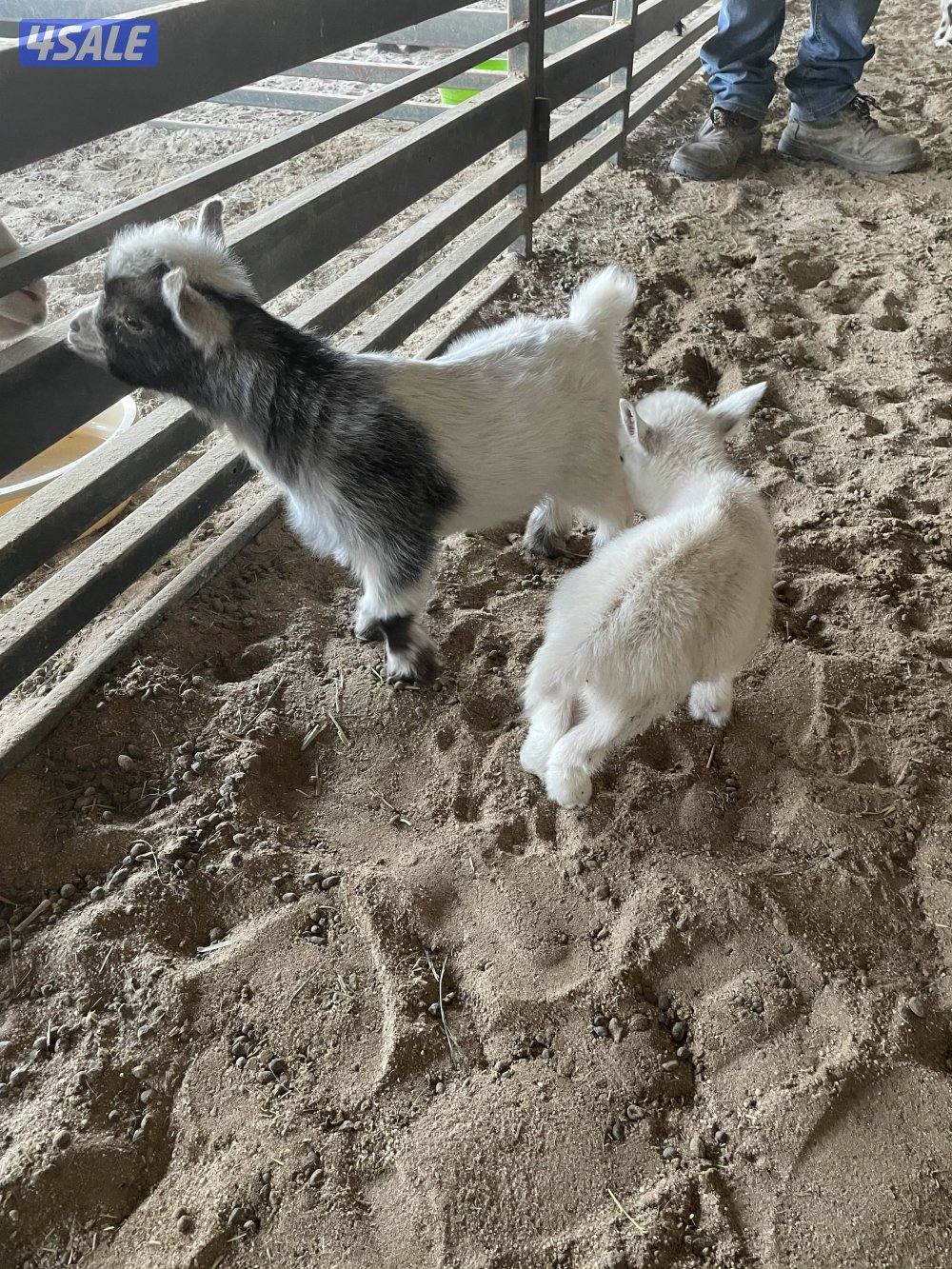 للبيع تشكي للاطفال يشرب حليب مع التوصيل0