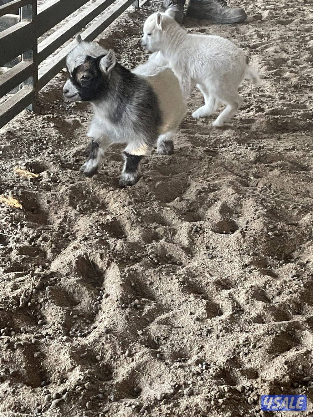 للبيع تشكي للاطفال يشرب حليب مع التوصيل1