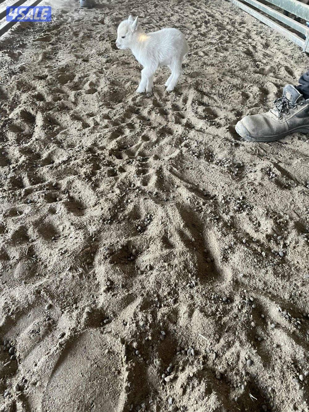 للبيع تشكي للاطفال يشرب حليب مع التوصيل2