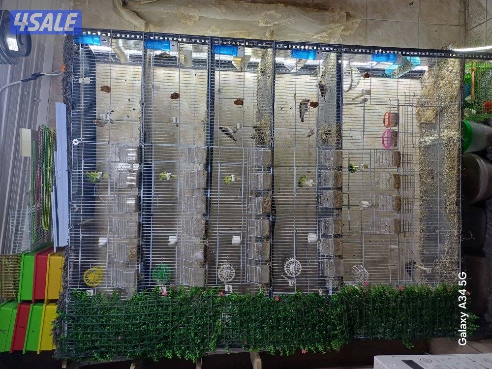 جليب الشيوخ0