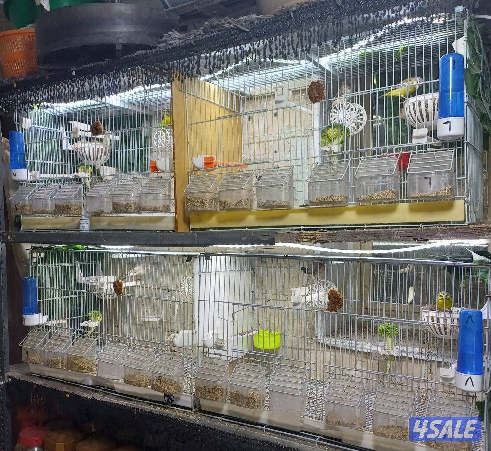 جليب الشيوخ1