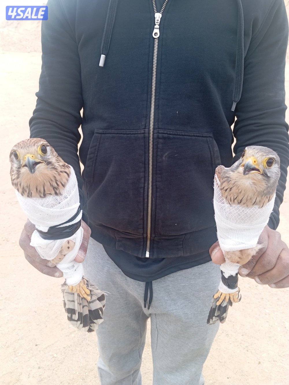 للبيع طير حر0