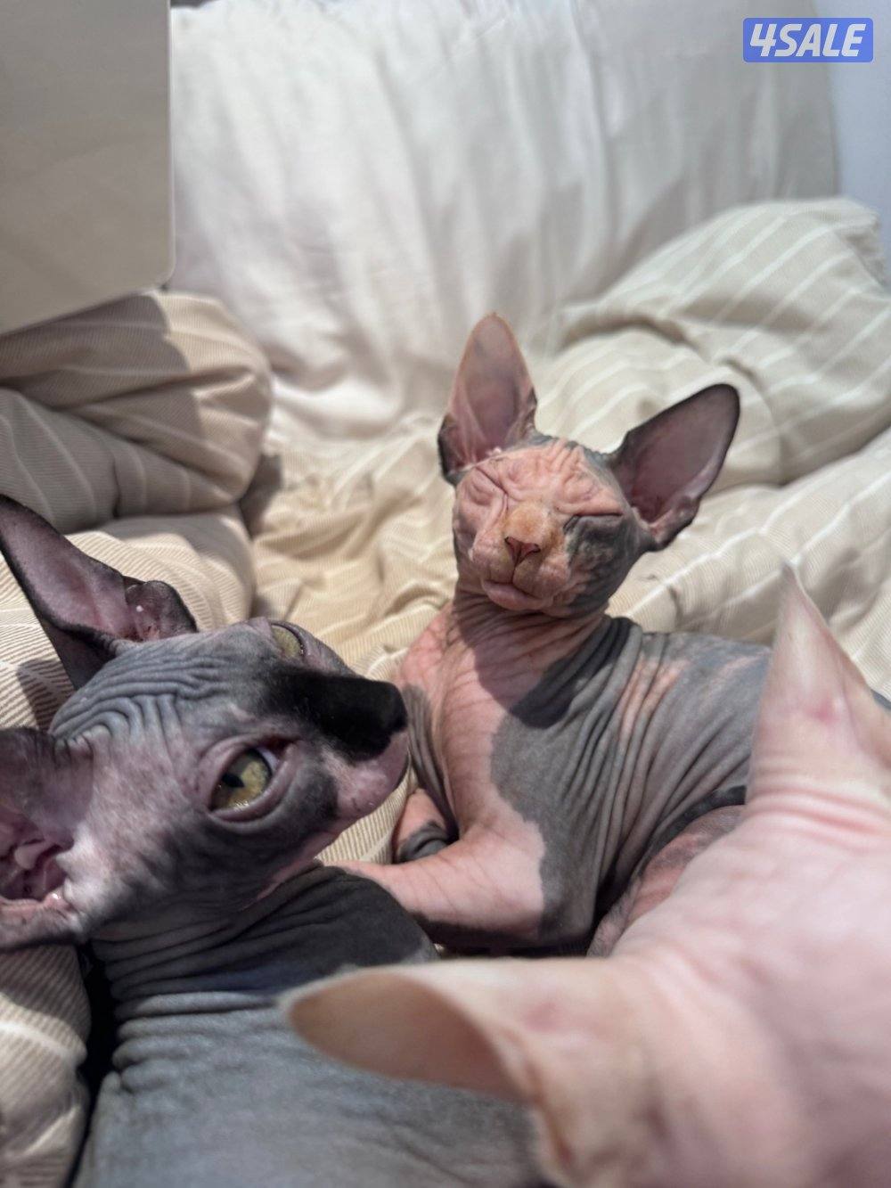 قطط سفنكس-Sphynx Cats0