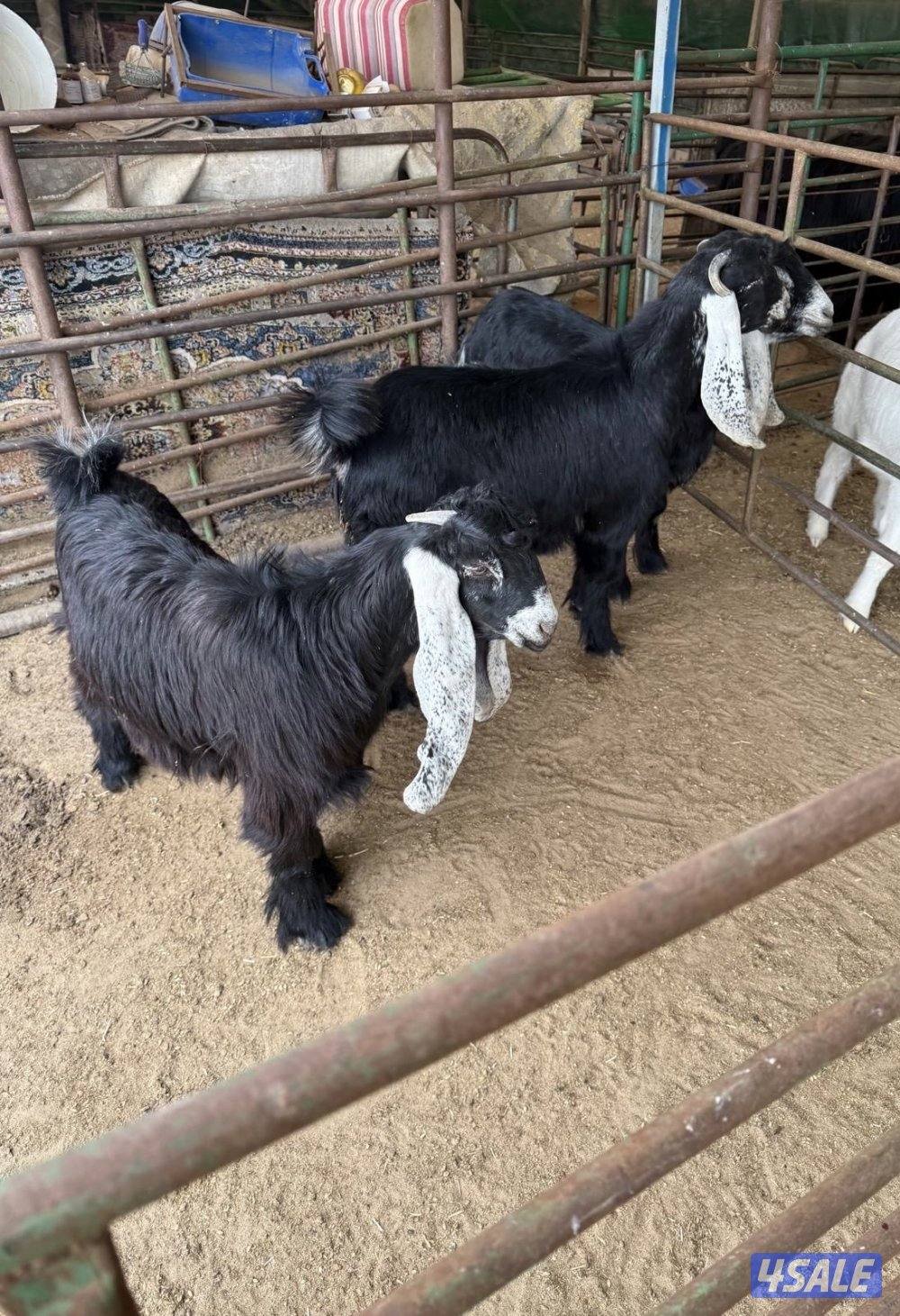 شمال جواخير الوفره0