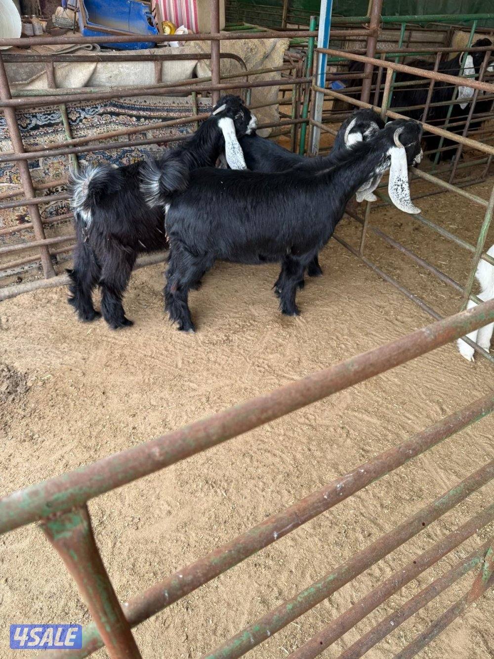 شمال جواخير الوفره1