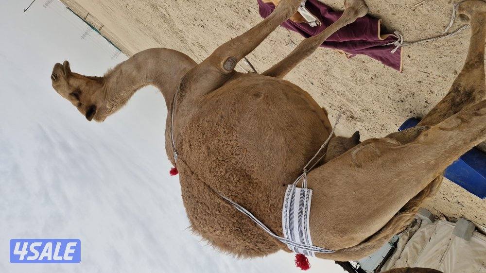 للبيع عدد. من الابل. خلفتين  وخفوت0