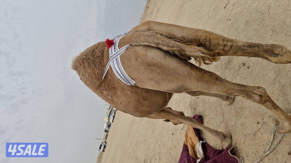 للبيع عدد. من الابل. خلفتين  وخفوت1