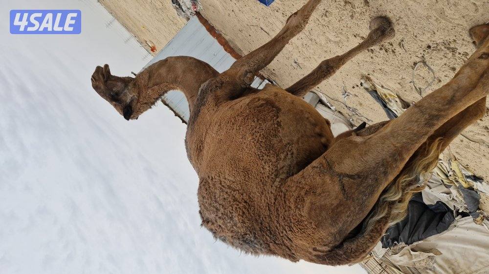 للبيع عدد. من الابل. خلفتين  وخفوت2