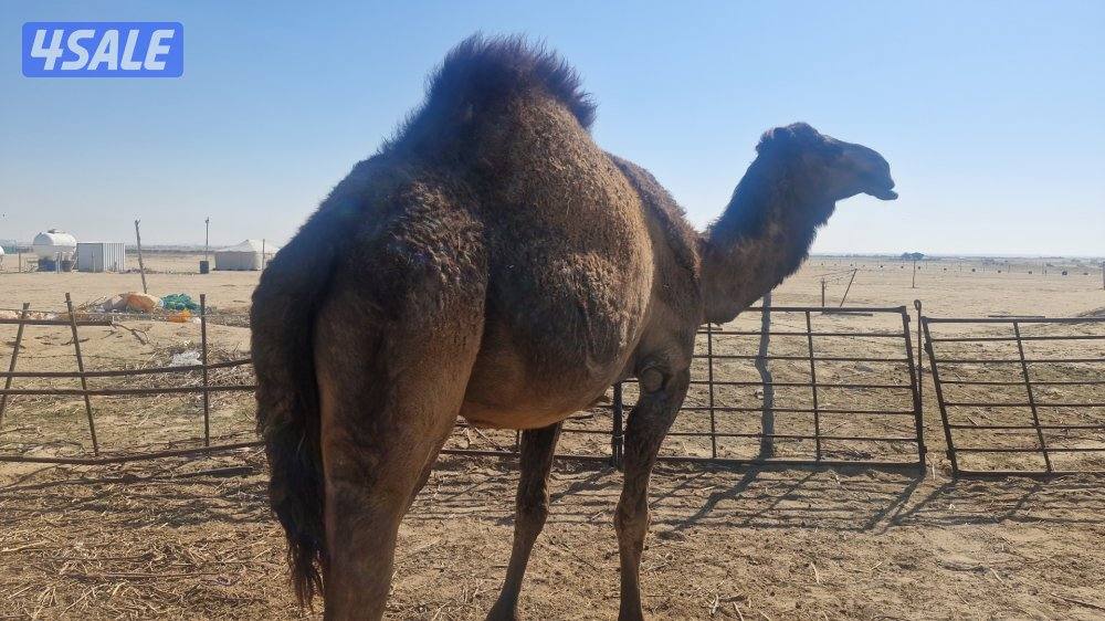 للبيع عدد. من الابل. خلفتين  وخفوت4