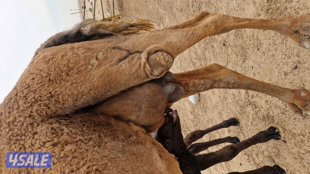 للبيع عدد. من الابل. خلفتين  وخفوت3