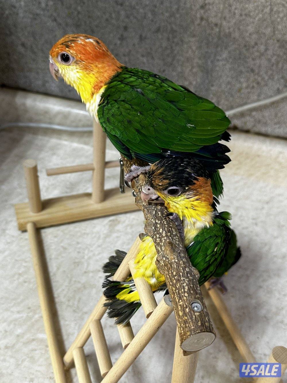 للبيع فروخ كايك وايت بلي بأعمار مختلفة1