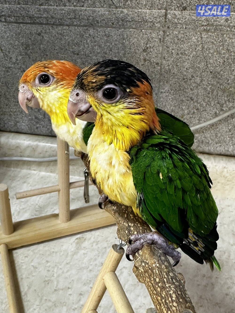 للبيع فروخ كايك وايت بلي بأعمار مختلفة0