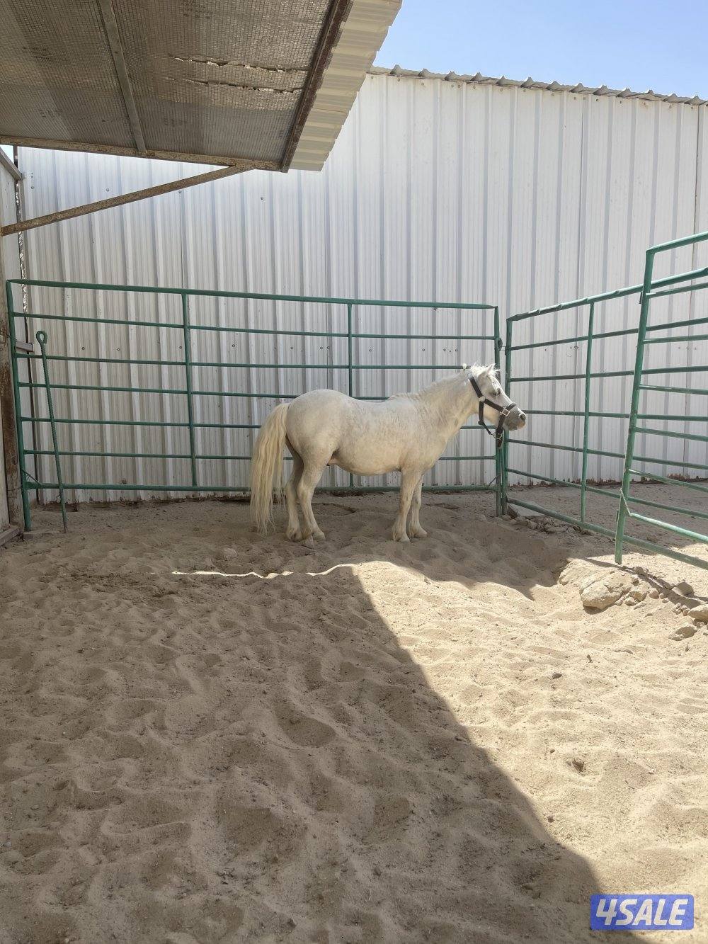 ‏حصان بوني العمر خمس سنوات فحل0