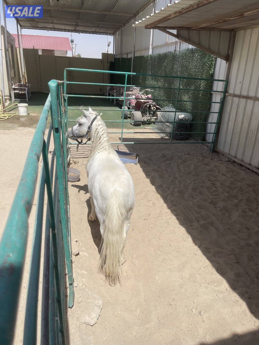 ‏حصان بوني العمر خمس سنوات فحل1