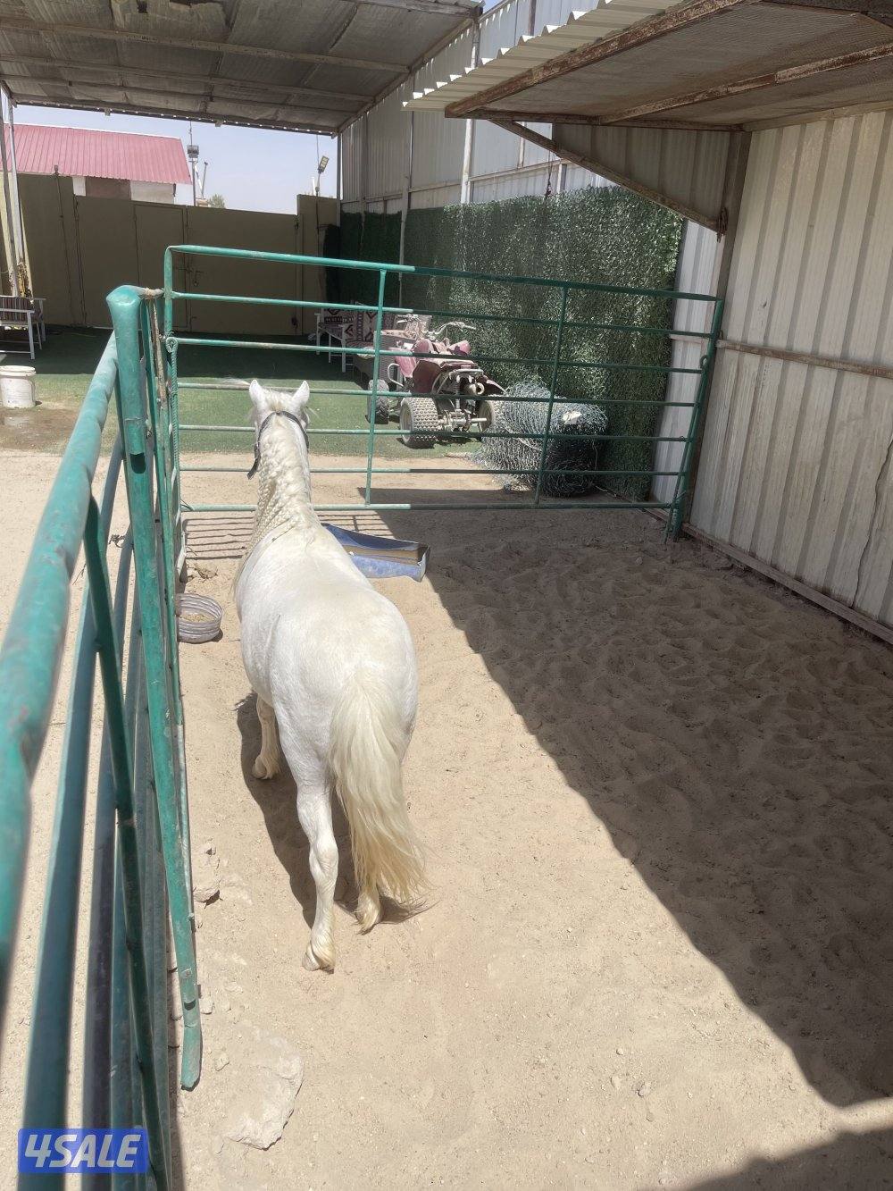 ‏حصان بوني العمر خمس سنوات فحل2