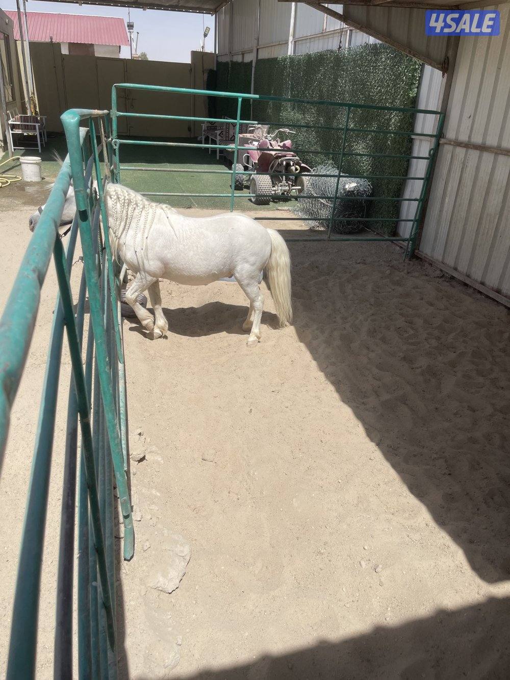 ‏حصان بوني العمر خمس سنوات فحل3