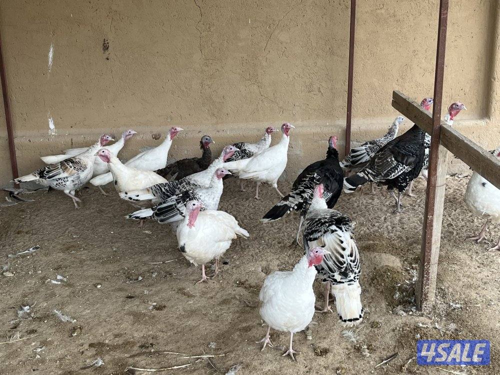 للبيع رومي وفري1