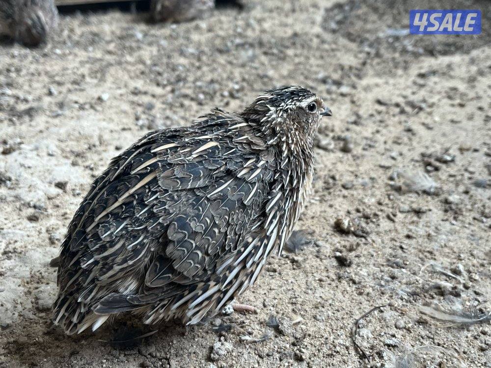 للبيع رومي وفري2